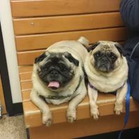 Banfield Pet Hospital ico