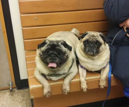 Banfield Pet Hospital