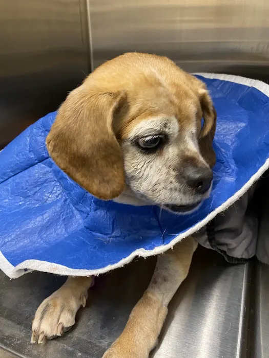 Banfield Pet Hospital Picture 8