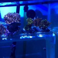 Infinity Fish LLC ico
