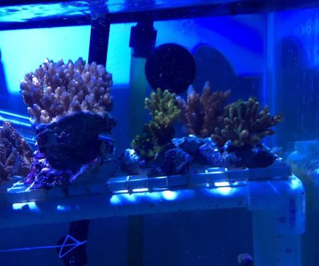 Infinity Fish LLC