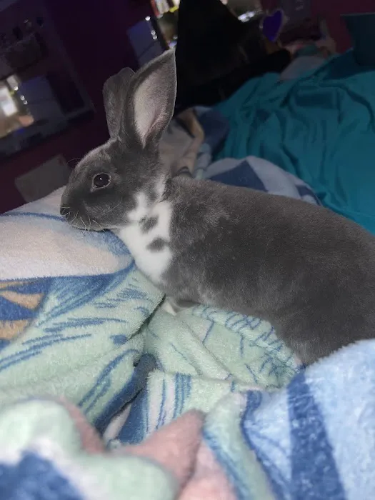 Bliss Bunnies Picture 2