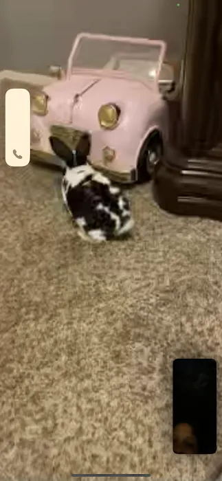Bliss Bunnies Picture 3
