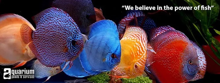 Aquariums Ponds And Services Picture 7