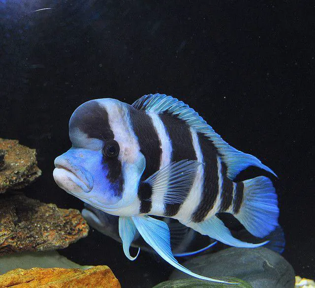 Aquariums Ponds And Services Picture 3
