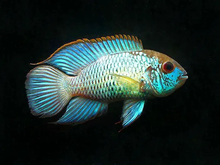 Aquariums Ponds And Services Picture 6