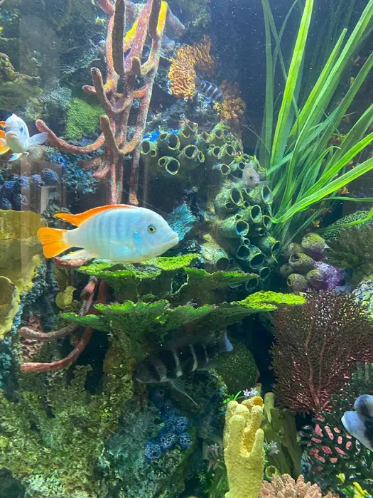 Aquariums Ponds And Services Picture 9