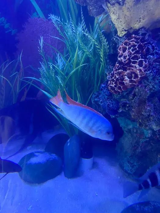 Aquariums Ponds And Services Picture 5