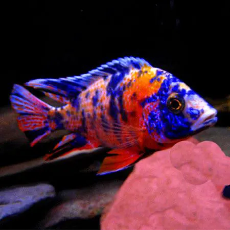 Aquariums Ponds And Services Picture 4