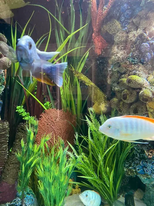 Aquariums Ponds And Services Picture 8