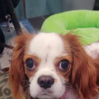 Fort Salonga Animal Hospital ico