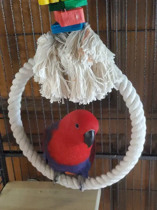 ABC BIRDS Picture 1