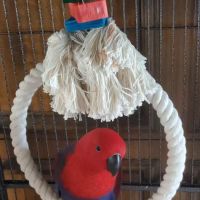 ABC BIRDS ico