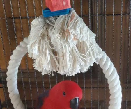 ABC BIRDS