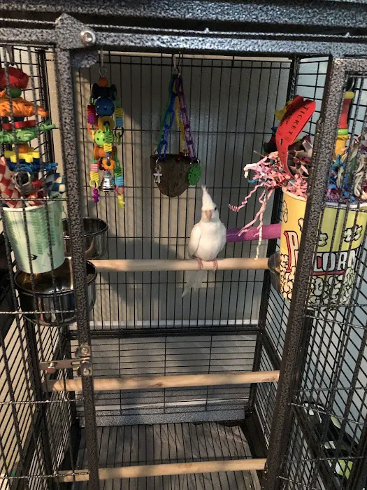 ABC BIRDS Picture 4