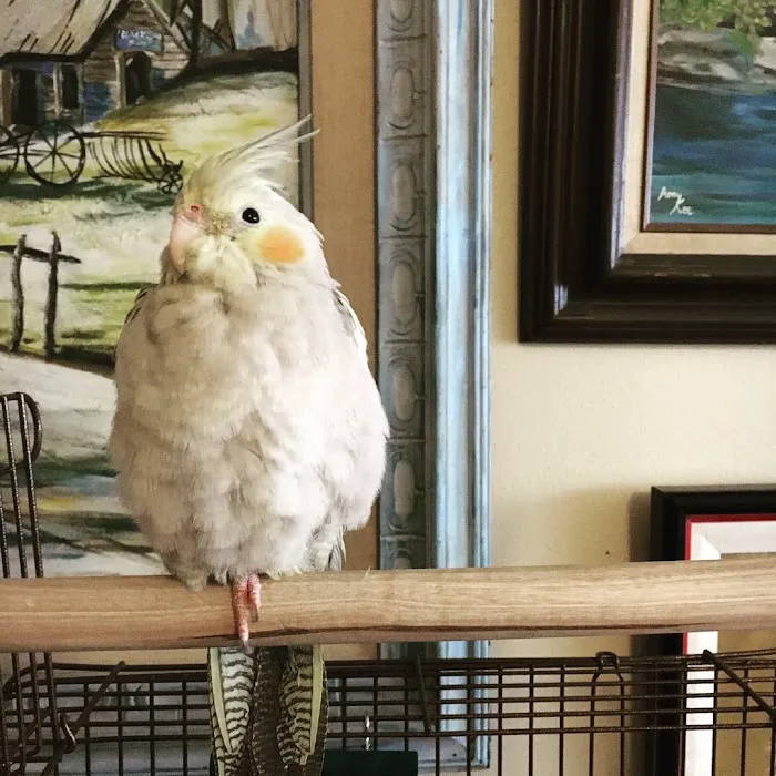 ABC BIRDS Picture 6