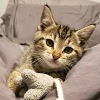 Petco ico