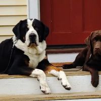 Deer Park Animal Hospital ico