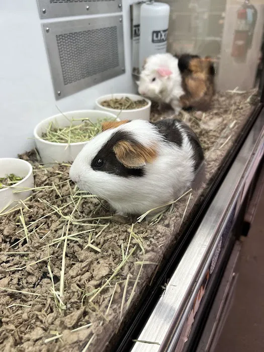 Petco Picture 6