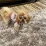 Petco