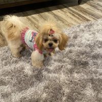 Petco ico