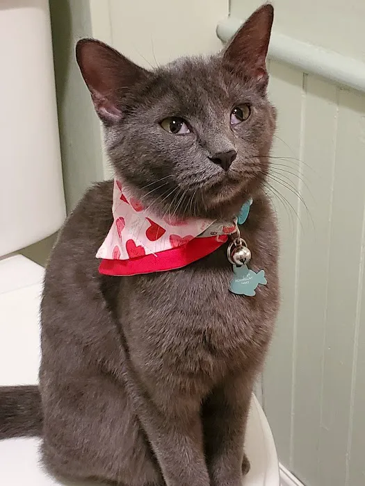 Canisteo Veterinary Hospital Picture 1