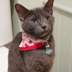 Canisteo Veterinary Hospital