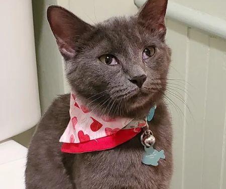 Canisteo Veterinary Hospital