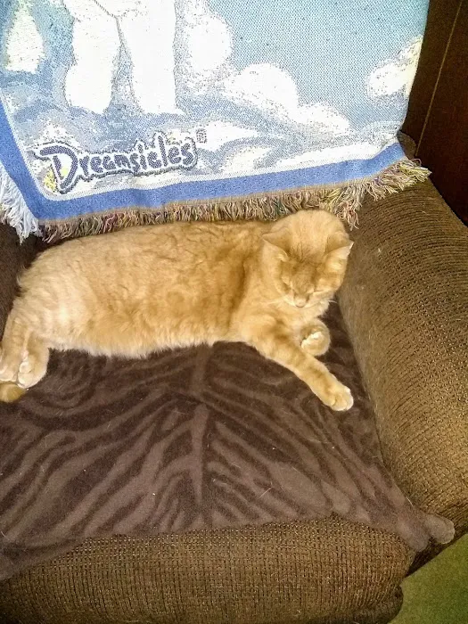 Hornell Animal Hospital Picture 9