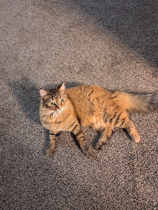 Hornell Animal Hospital Picture 8