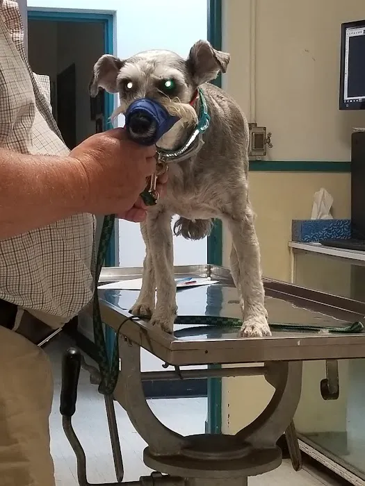 Hornell Animal Hospital Picture 2
