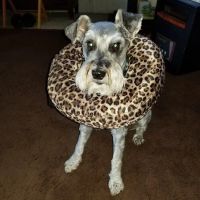 Hornell Animal Hospital ico