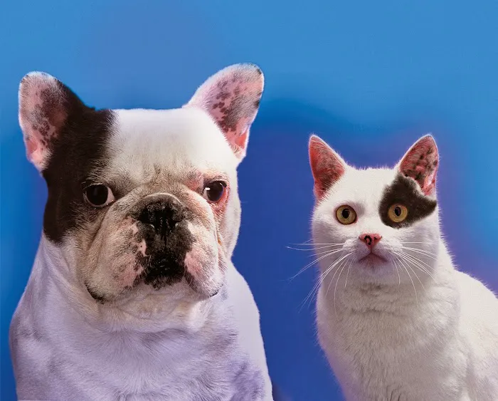 Affordable Veterinary Service Picture 1
