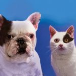 Affordable Veterinary Service