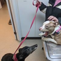 Northern Tier Veterinary Clinic ico