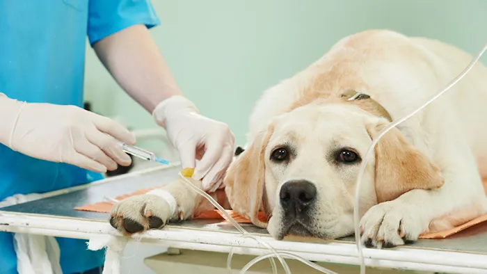 Wellsboro Small Animal Hospital P.C. Picture 10