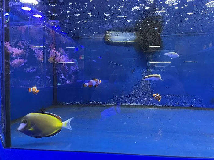 THE FISH TANK Picture 4