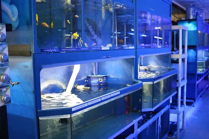 THE FISH TANK Picture 3