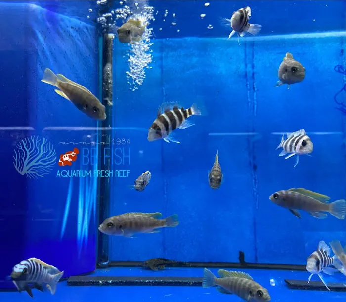 THE FISH TANK Picture 9