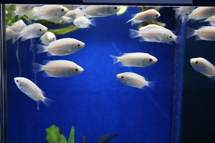 THE FISH TANK Picture 8