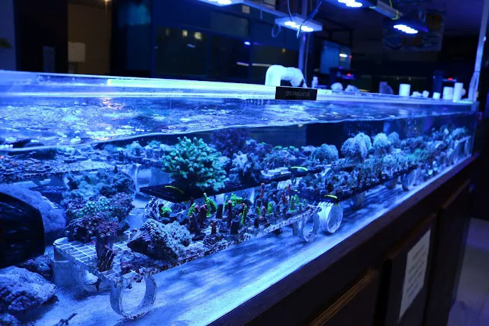 THE FISH TANK Picture 5