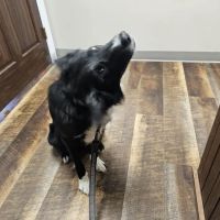 Grand Canyon Veterinary Hospital ico
