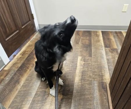Grand Canyon Veterinary Hospital