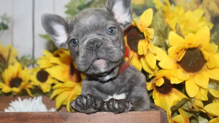 Pet City Houston Picture 6