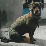 Wellsboro Veterinary Hospital & Reptile & Bird Clinic