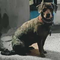 Wellsboro Veterinary Hospital & Reptile & Bird Clinic ico