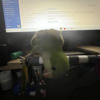 Texas Birds (Parrots or Woodpeckers) ico