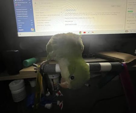 Texas Birds (Parrots or Woodpeckers)