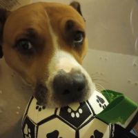 Mansfield Veterinary Clinic ico