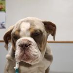 Veterinary Medical Center